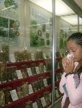 Colds, Herbs, Herbal Museum, Bejiing, China