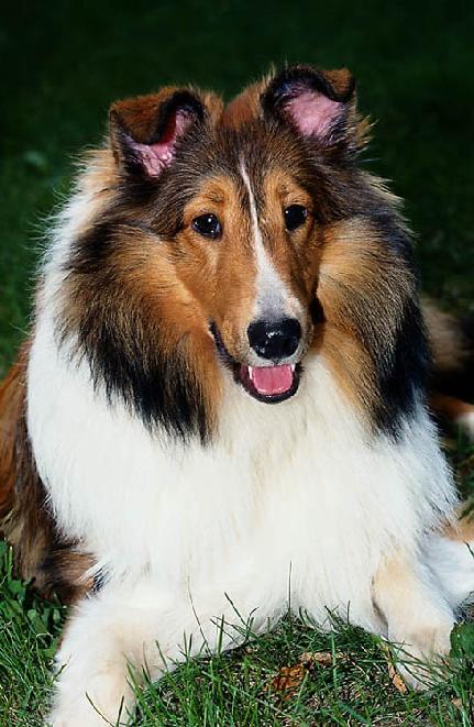Natural care of animals, pet care, remedies for pets